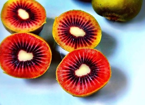 تصویر 2 از خرید و قیمت میوه کیوی قرمز + فروش صادراتی